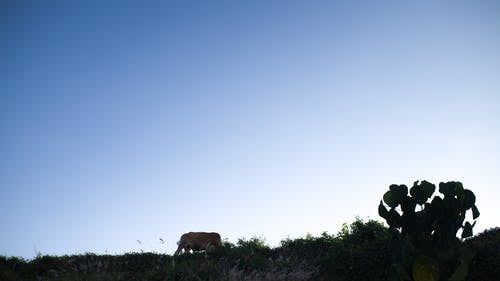 有关仙人掌, 剪影, 动物学的免费素材图片