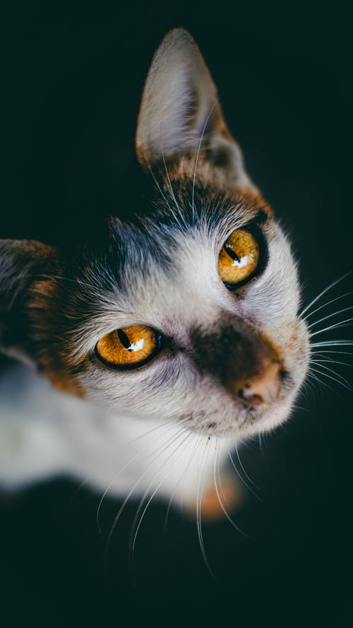 有关一瞥, 伴侣, 凝视的免费素材图片