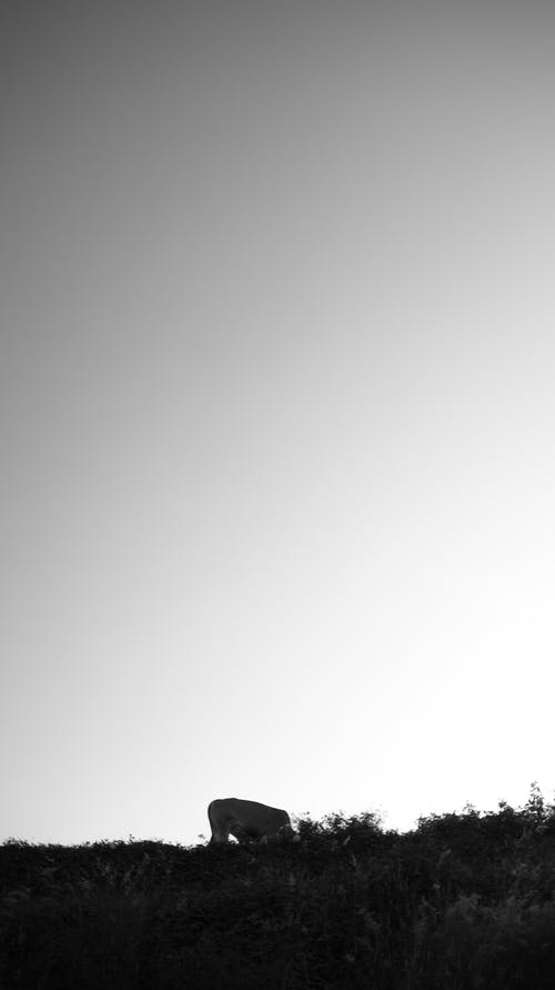 有关bw, 冷静, 剪影的免费素材图片