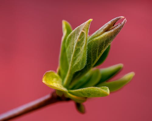 有关lamiales, 不均匀的, 作文的免费素材图片