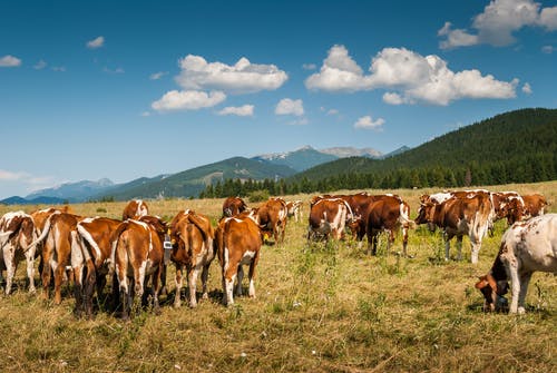 有关一群动物, 吃草, 奶牛的免费素材图片