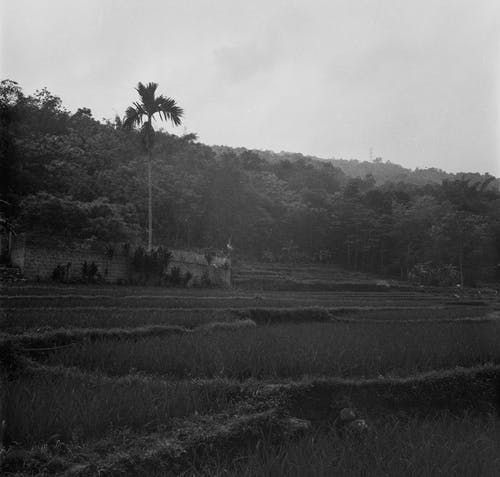 有关單色, 垂直拍摄, 天性的免费素材图片