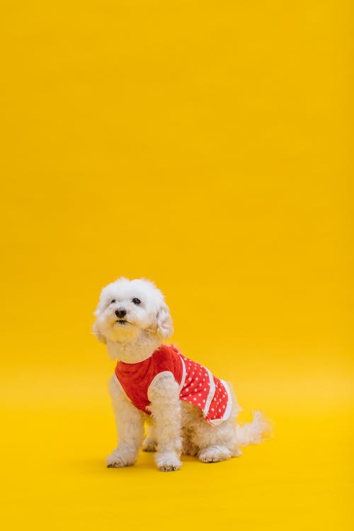 有关动物, 可爱, 可爱的的免费素材图片