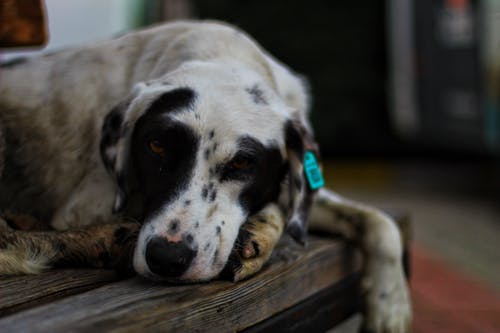 有关动物, 可爱, 哺乳动物的免费素材图片