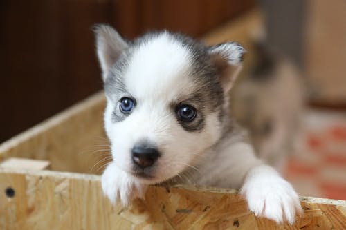 有关动物, 可爱, 可爱的的免费素材图片