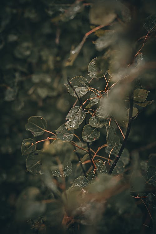 有关后雨, 树叶, 水的免费素材图片