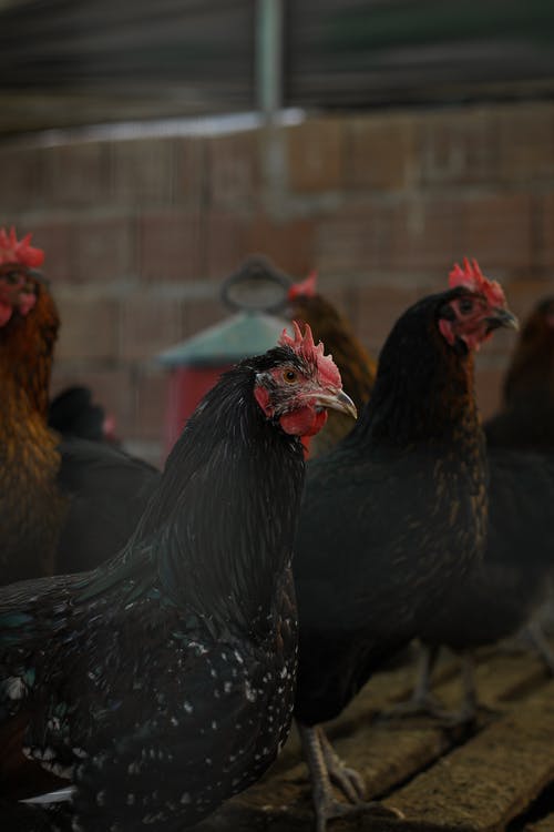 有关家畜, 家禽, 母鸡的免费素材图片