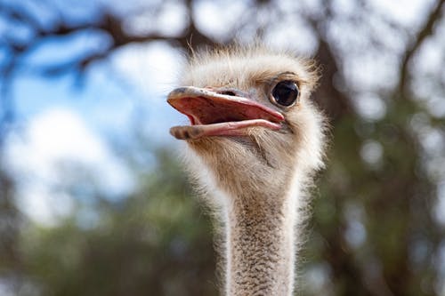 有关景深, 模糊的背景, 浅焦点的免费素材图片