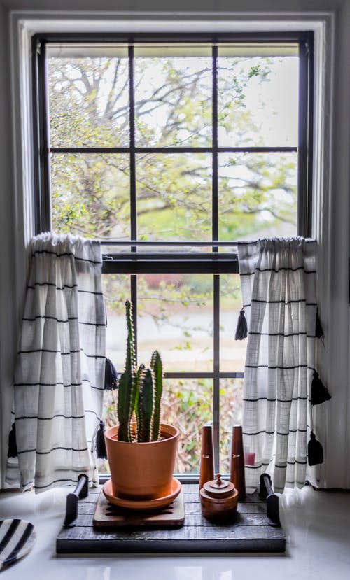 有关仙人掌, 仙人掌科, 作文的免费素材图片