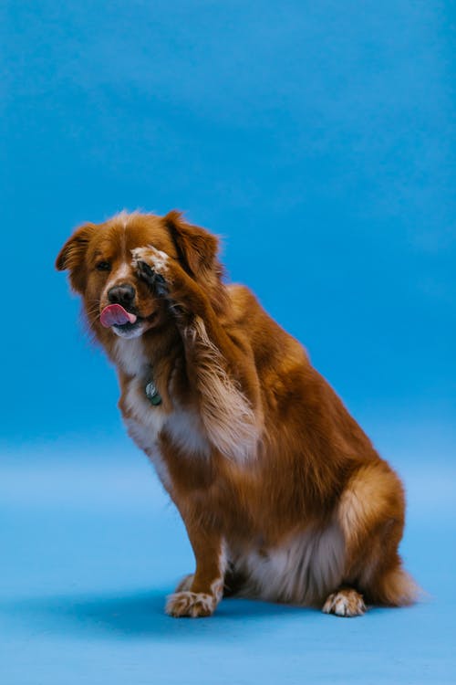 有关动物, 可爱, 可爱的的免费素材图片