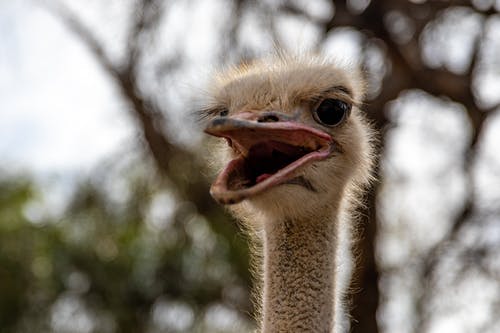 有关景深, 模糊的背景, 浅焦点的免费素材图片