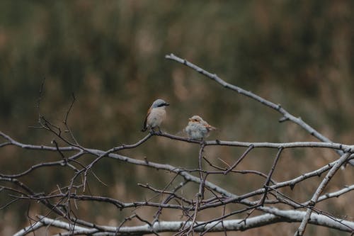 有关乾的, 公园, 分公司的免费素材图片