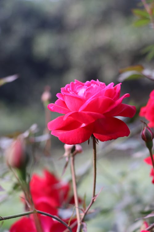 有关味道, 垂直拍摄, 微妙的免费素材图片