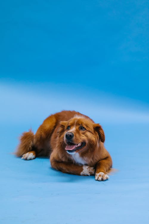 有关动物, 可爱, 可爱的的免费素材图片