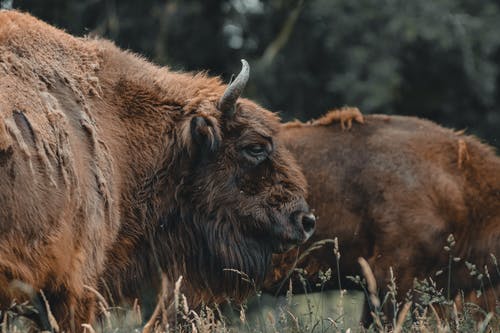 有关冷静, 动物学, 动物的免费素材图片
