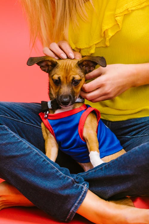 有关动物, 动物摄影, 可爱的免费素材图片