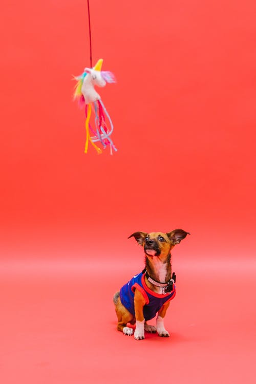 有关动物, 动物摄影, 可爱的免费素材图片