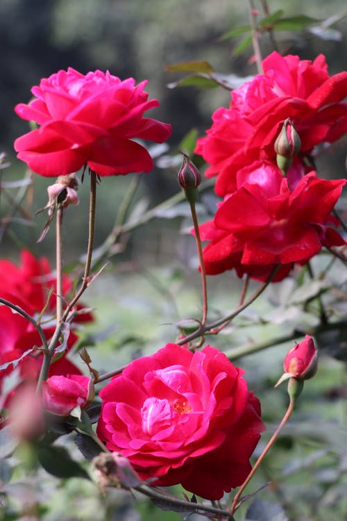 有关味道, 垂直拍摄, 微妙的免费素材图片