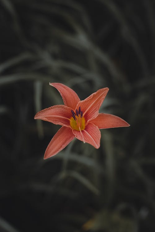 有关垂直拍摄, 增长, 天性的免费素材图片