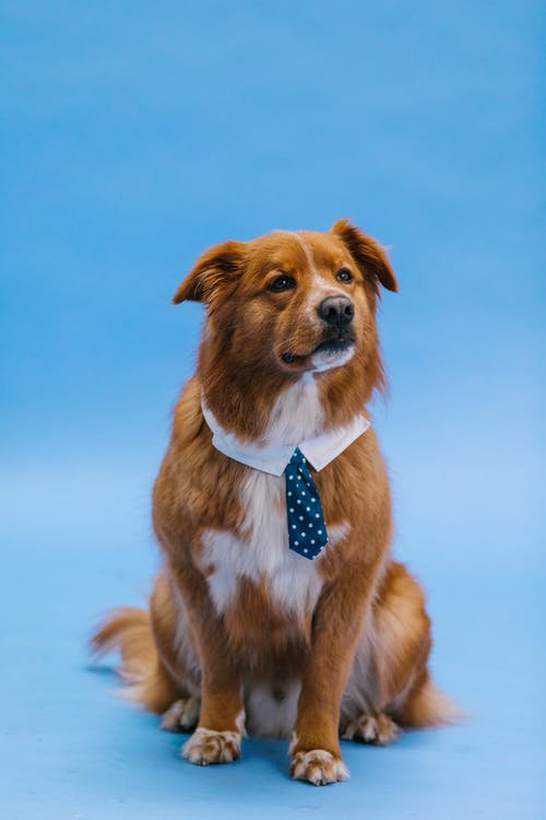 有关动物, 动物摄影, 可爱的免费素材图片