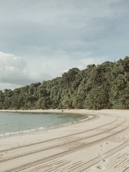 有关垂直拍摄, 天性, 树木的免费素材图片