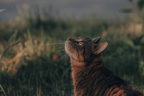 有关一瞥, 伴侣, 凝视的免费素材图片