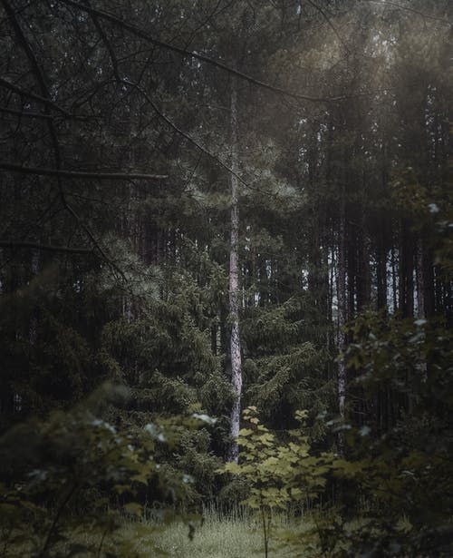 有关垂直拍摄, 天性, 森林的免费素材图片