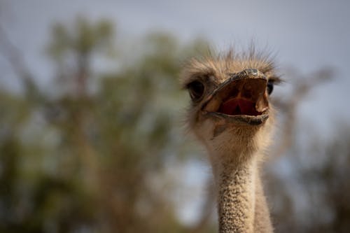 有关景深, 模糊的背景, 浅焦点的免费素材图片
