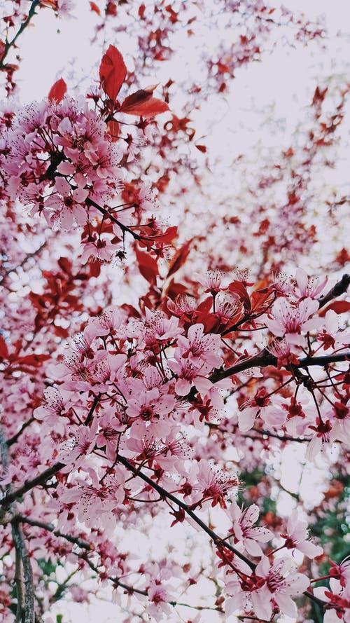 有关垂直拍摄, 增長, 天性的免费素材图片