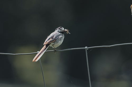 有关公园, 冷静, 动物学的免费素材图片