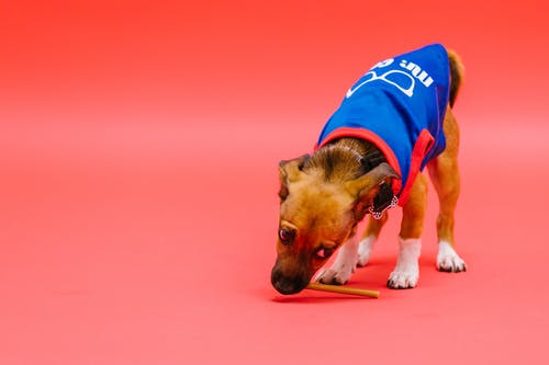 有关动物, 动物摄影, 可爱的免费素材图片