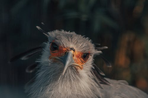 有关保存, 公园, 冷静的免费素材图片