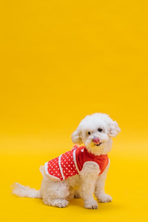 有关动物, 动物摄影, 可爱的免费素材图片