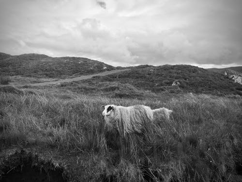有关多云的, 天性, 山丘的免费素材图片