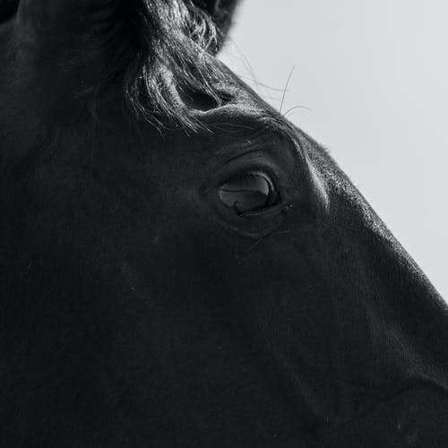 有关动物的眼睛, 单色, 灰阶的免费素材图片