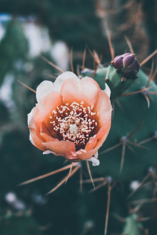 有关垂直拍摄, 增长, 天性的免费素材图片