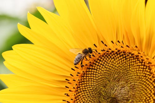 有关向日葵, 微距拍摄, 特写的免费素材图片