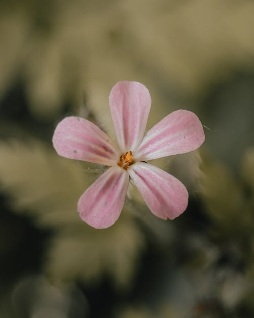 有关cranesbill, 冷静, 味道的免费素材图片