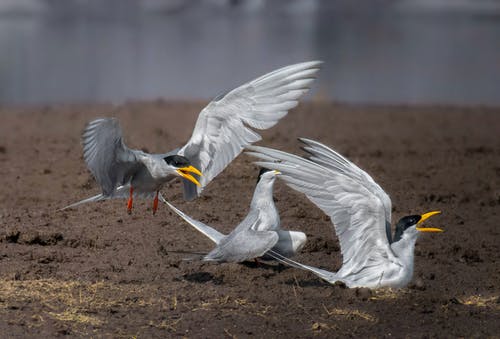 有关栖息, 特写, 白鸟的免费素材图片