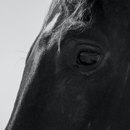 有关动物, 单色, 灰阶的免费素材图片