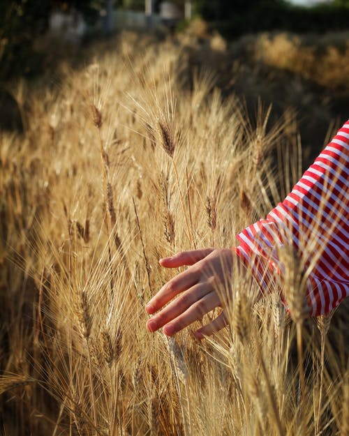 有关人, 农艺学, 冷静的免费素材图片