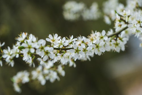 有关prunus spinosa, 景深, 李木的免费素材图片
