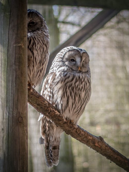 有关strix uralensis, 夜晚的, 栖息的免费素材图片