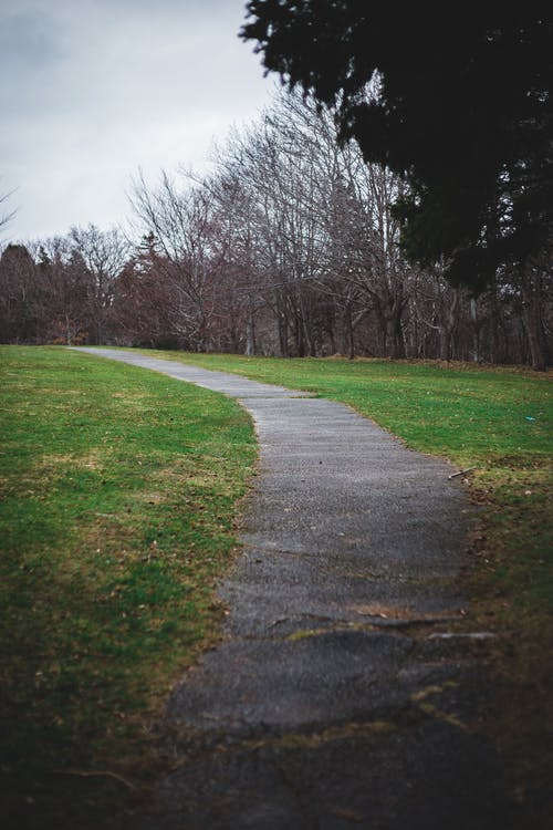 有关充满活力, 光, 叶儿的免费素材图片