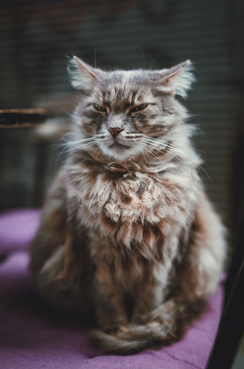 有关一瞥, 伴侣, 光的免费素材图片