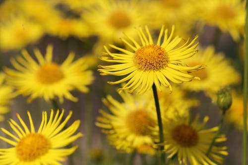 有关doronicum orientale, 天性, 植物群的免费素材图片