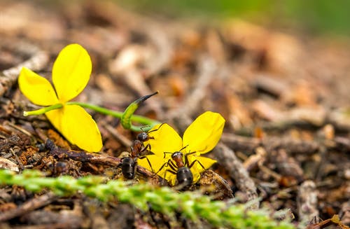 有关天性, 昆虫, 特写的免费素材图片