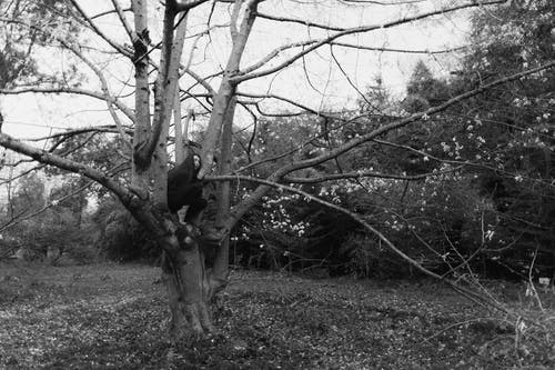 有关分支机构, 坐, 女人的免费素材图片