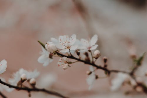 有关植物群, 模糊的背景, 樱花的免费素材图片