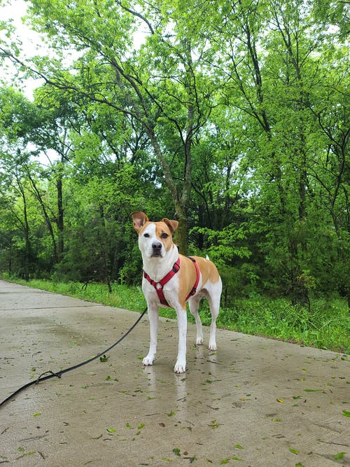 有关动物, 哺乳动物, 垂直拍摄的免费素材图片
